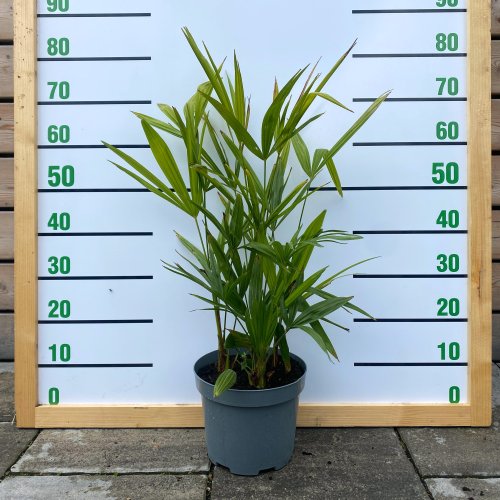 Palma konopná (Trachycarpus fortunei), výška: 50-80 cm, kont. C2L - 4 až 5 paliem v jednom kvetináči (-17°C) 